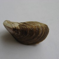 Zebra Mussel